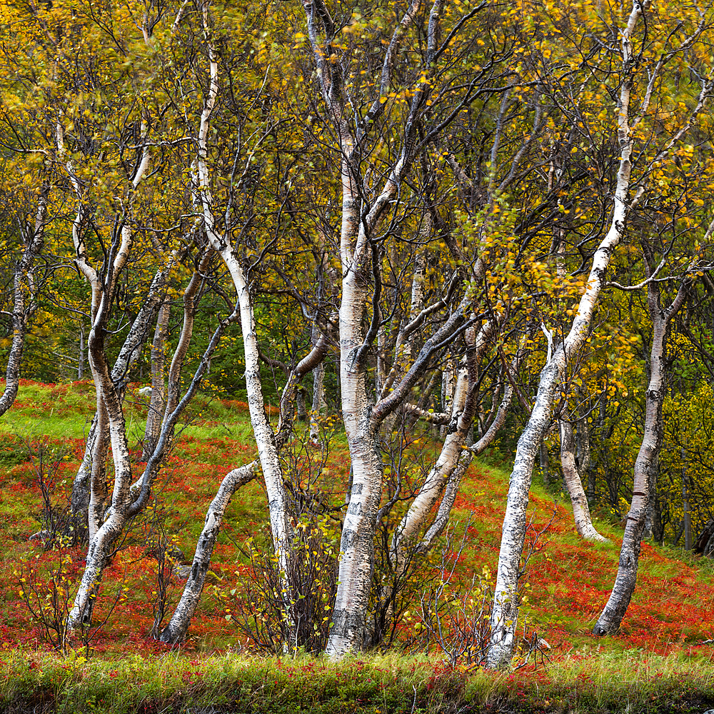 Silver birch (Betula pendula), Anderdalen National Park, Senja, Norway, Scandinavia, Europe