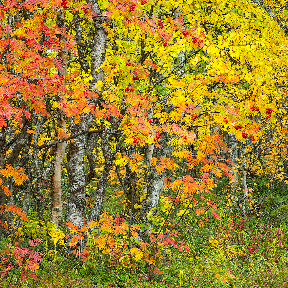 Rowan (Sorbus aucuparia), autumn colour, Muonio, Lapland, Finland, Europe