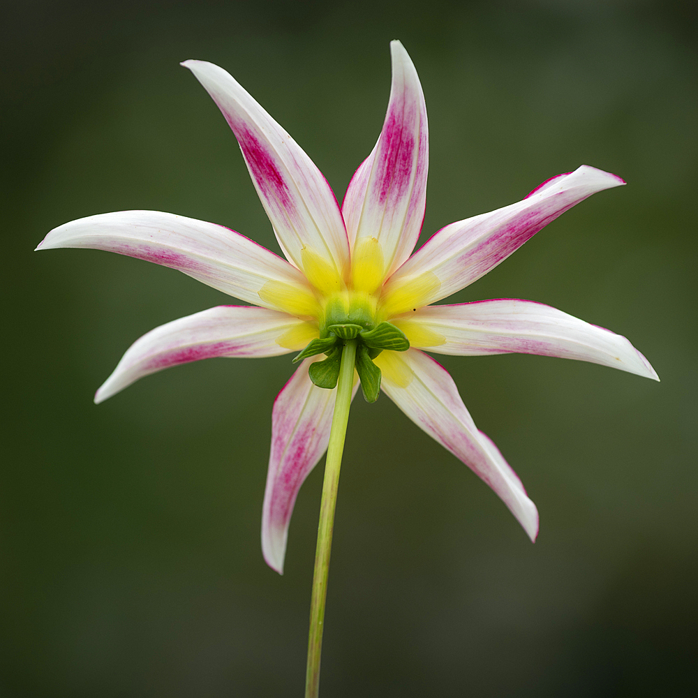 Honka Fragile dahlia, United Kingdom, Europe