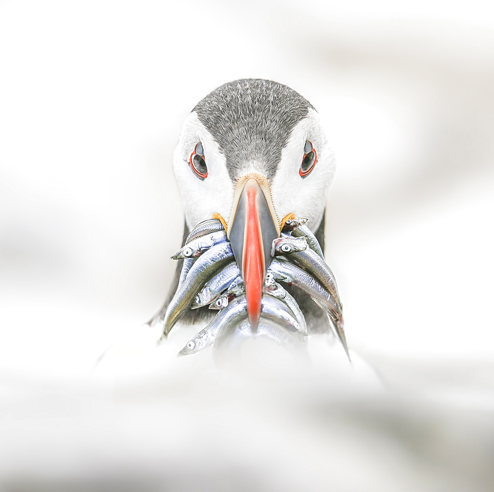 Puffin (Fratercula), Farne Islands, Northumberland, England, United Kingdom, Europe