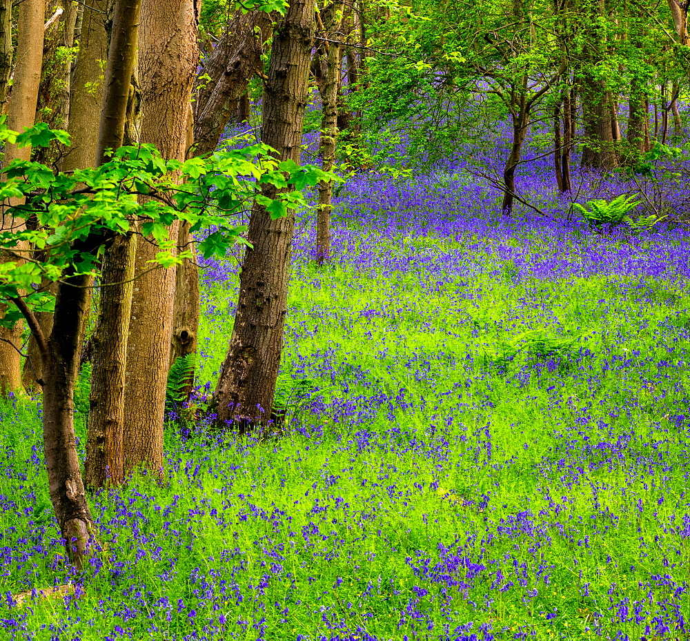 Bluebells, High Littleton Woods, Somerset, England, United Kingdom, Europe