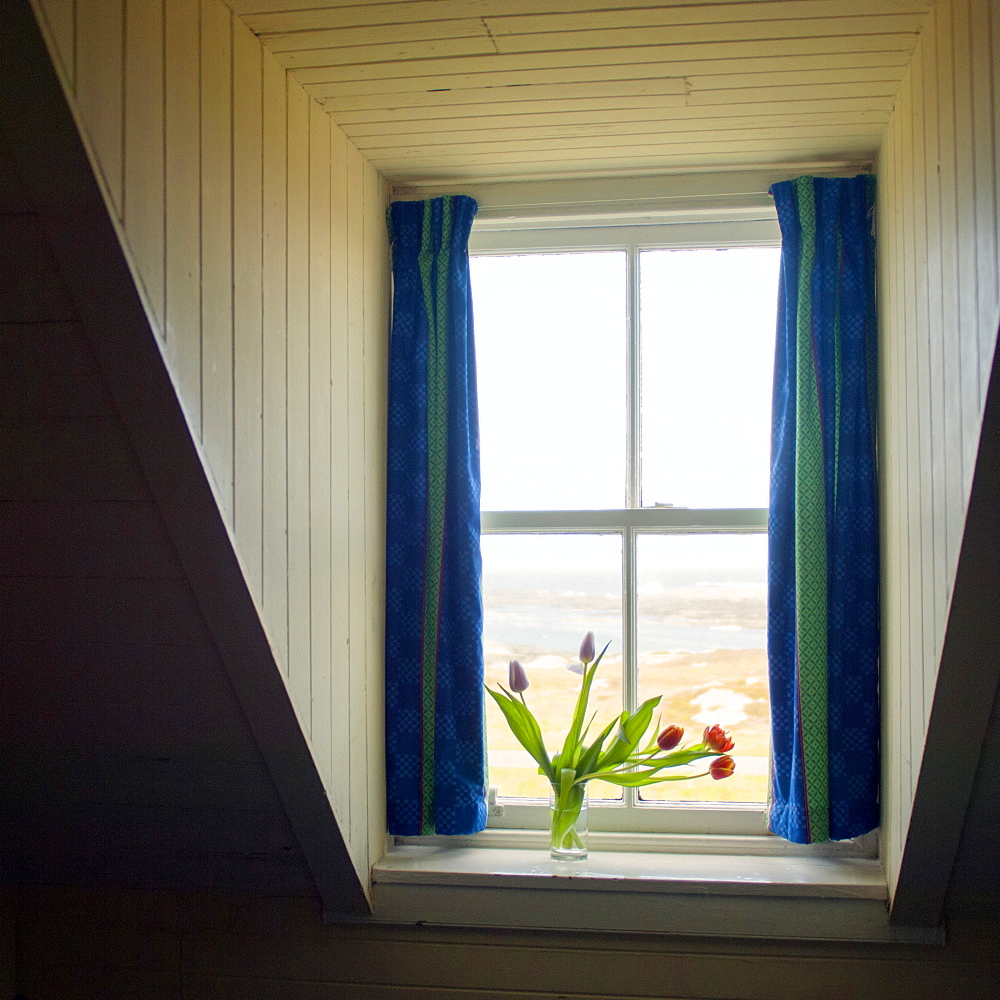 Tulips in the window of an old croft house, Isle of Colonsay, Scotland, United Kingdom, Europe