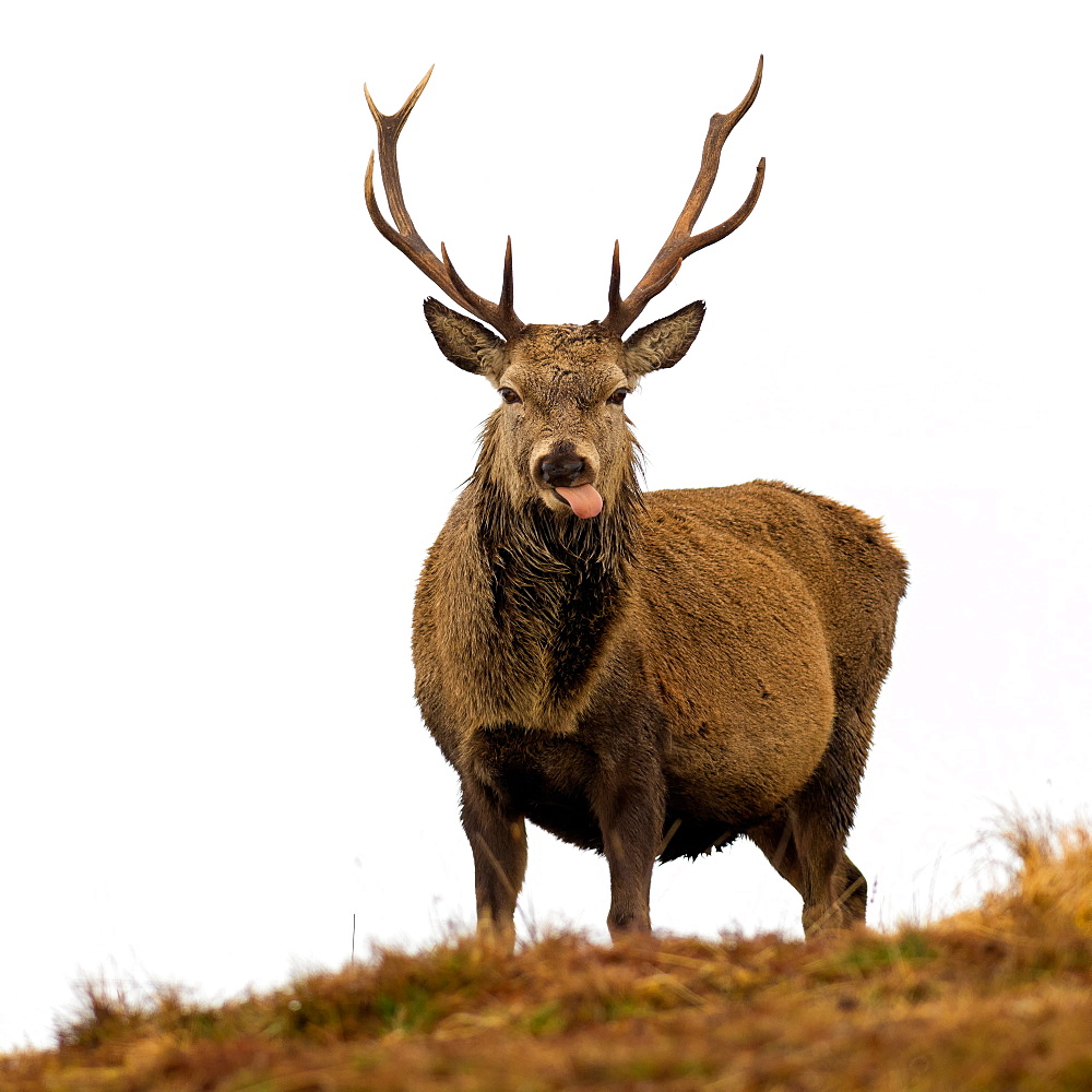 Red Deer Stag sticking out tongue, Scottish Highlands, Scotland, United Kingdom, Europe