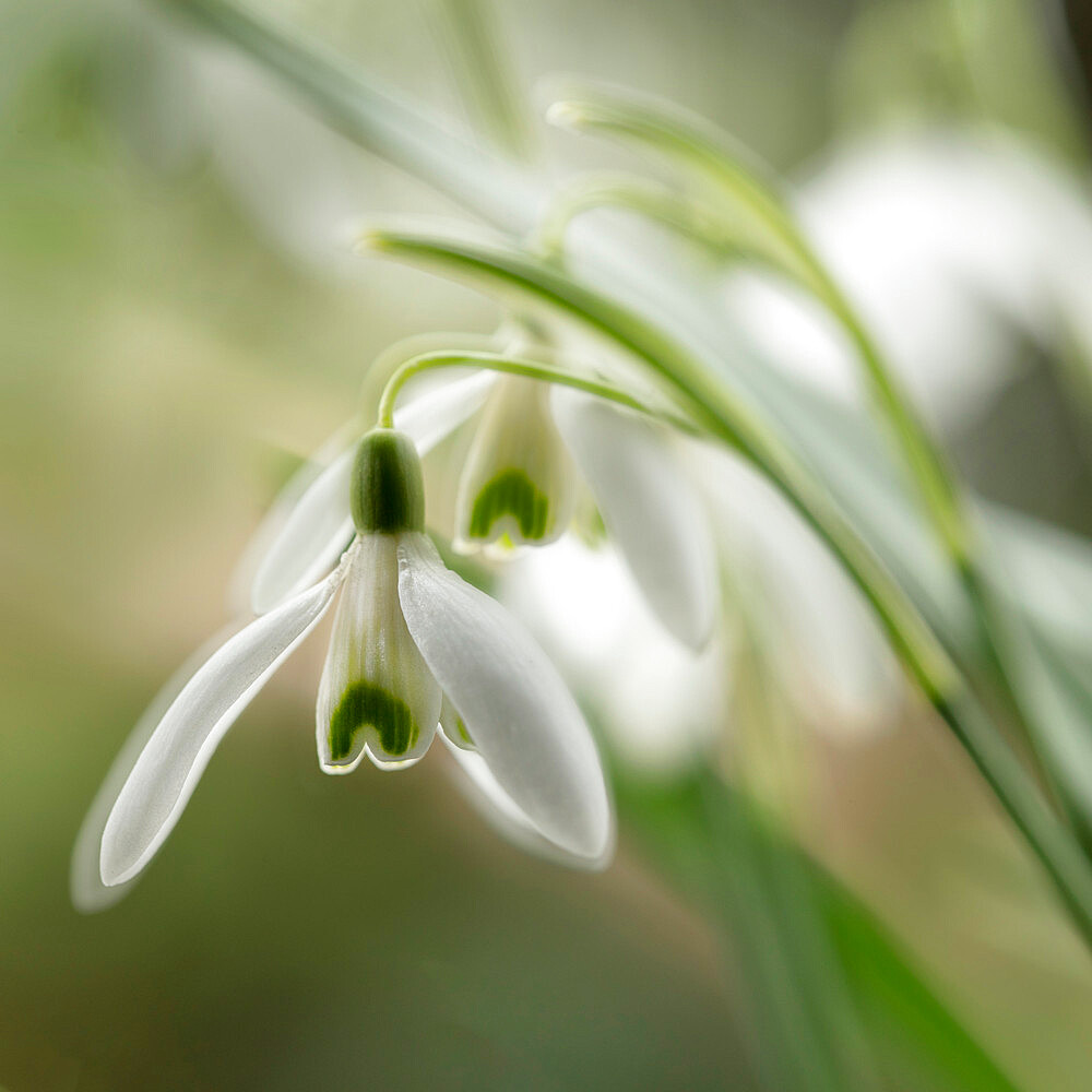 Close-up macro photograph of Snowdrops in North Yorkshire, England, United Kingdom, Europe