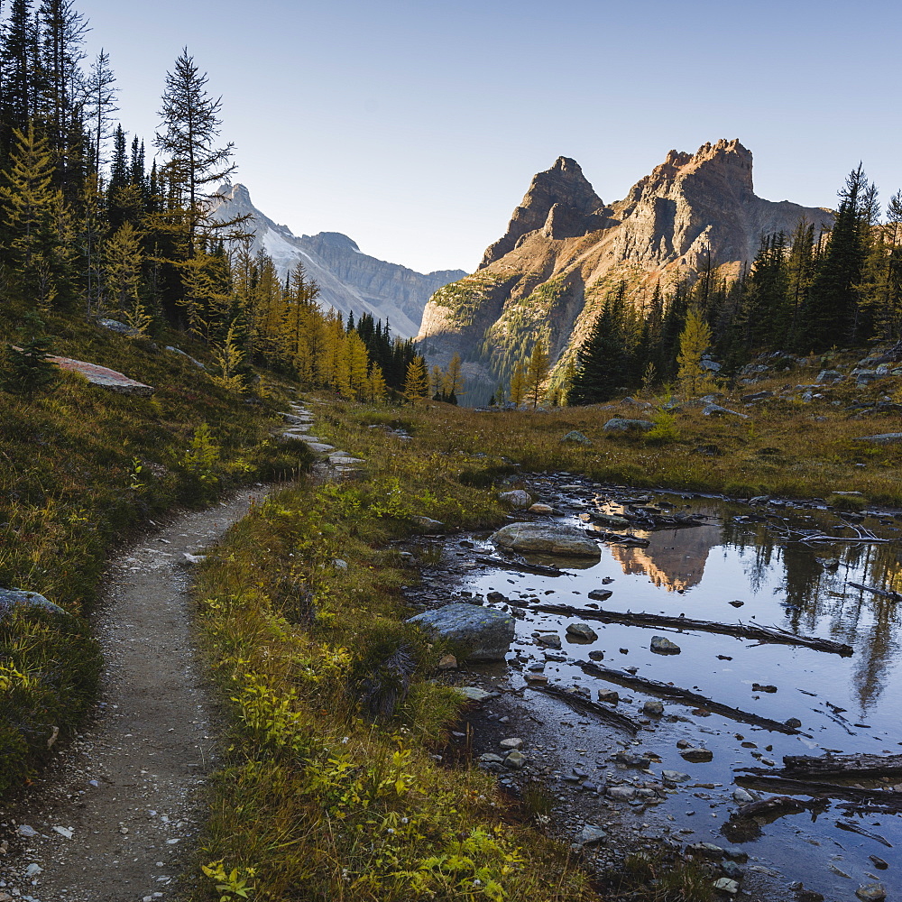 The Alpine Circuit Trail at Lake O'Hara, Yoho National Park, UNESCO World Heritage Site, British Columbia, Canadian Rockies, Canada, North America