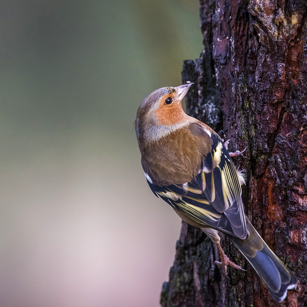 Male Chaffinch in Abernethy Forest, Strathspey near Aviemore, Scotland, United Kingdom, Europe