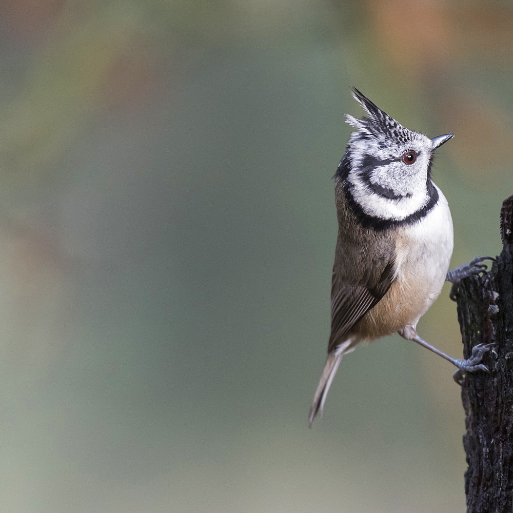 A Crested Tit in Abernethy Forest in Strathspey region of Scotland, United Kingdom, Europe