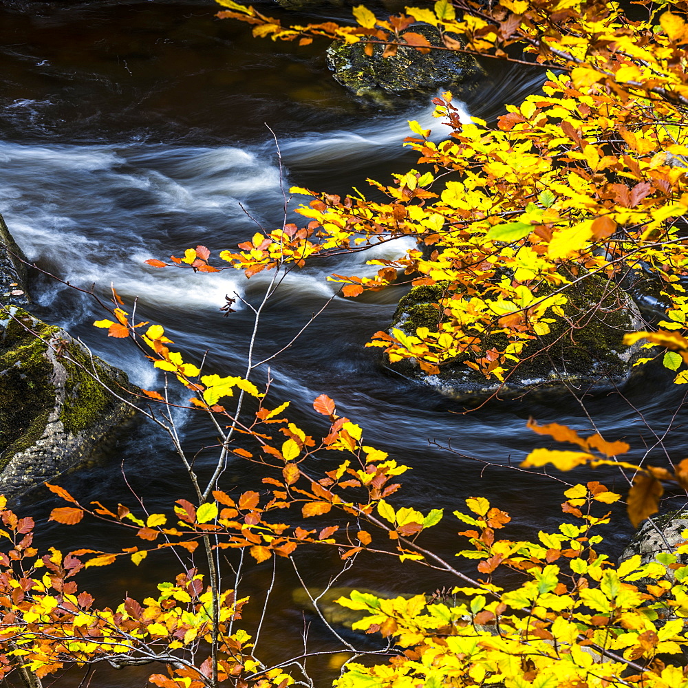 Autumn at the Hermitage on the River Braan near Dunkeld in Perthshire, Scotland, United Kingdom, Europe