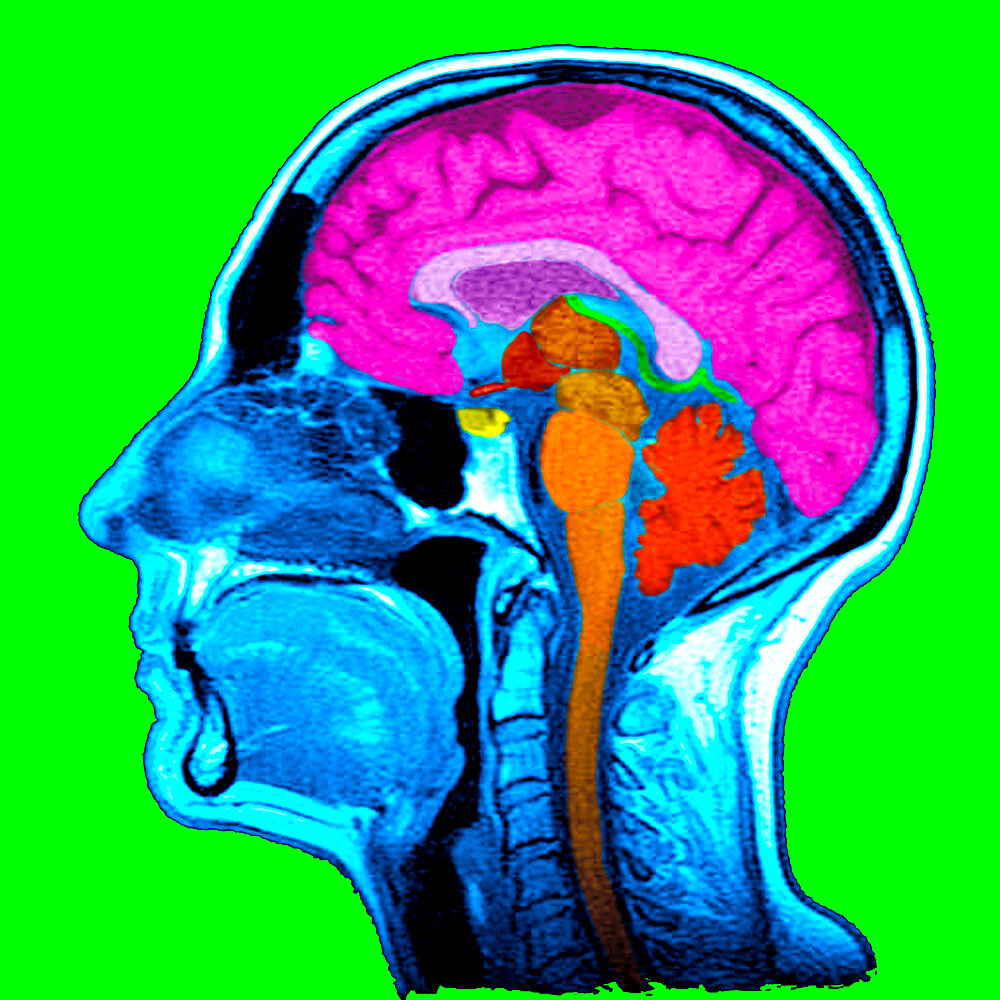 Sagittal section. 1. Brain. 2. Corpus callosum. 3. Septum lucidum. 4. Thalamus. 5. Mamillary body. 6.Mesencephalon. 7. Pons. 8. Medulla oblongata. 9. Spinal cord. 10. Cerbellum. 11. Frontal sinus. 12. Ethmoid cells. 13. Concha. 14. Sphenoida