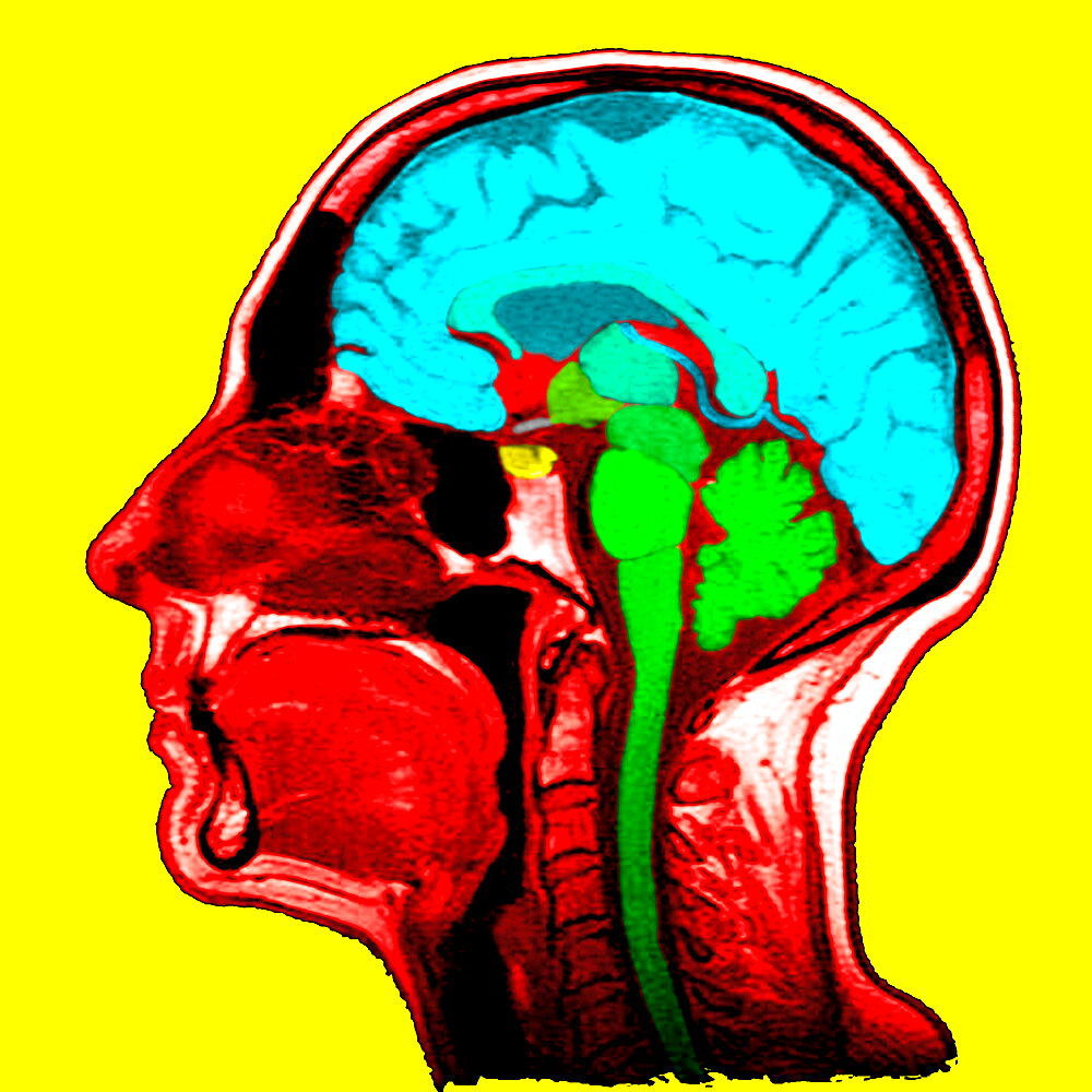 Sagittal section. 1. Brain. 2. Corpus callosum. 3. Septum lucidum. 4. Thalamus. 5. Mamillary body. 6.Mesencephalon. 7. Pons. 8. Medulla oblongata. 9. Spinal cord. 10. Cerbellum. 11. Frontal sinus. 12. Ethmoid cells. 13. Concha. 14. Sphenoida