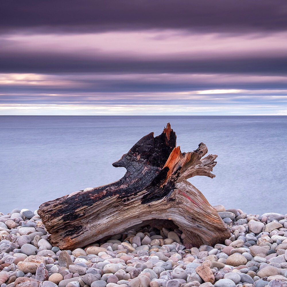 Driftwood on Spey Beach and the Moray Firth, Moray, Scotland, United Kingdom, Europe