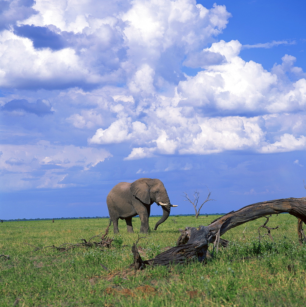 Elephant in Chobe National Park, Botswana, Africa