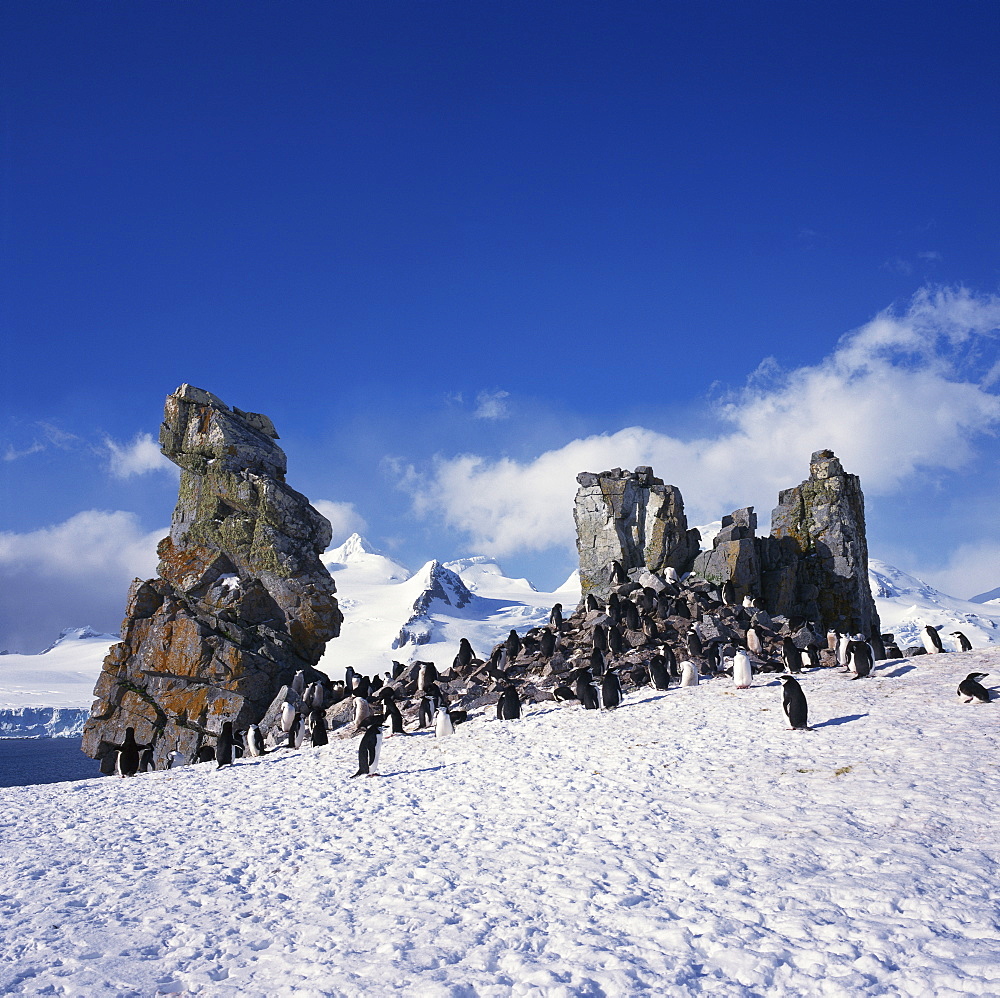 Chinstrap penguins on the snow and rocks on the South Shetland Islands, Antarctica, Polar Regions