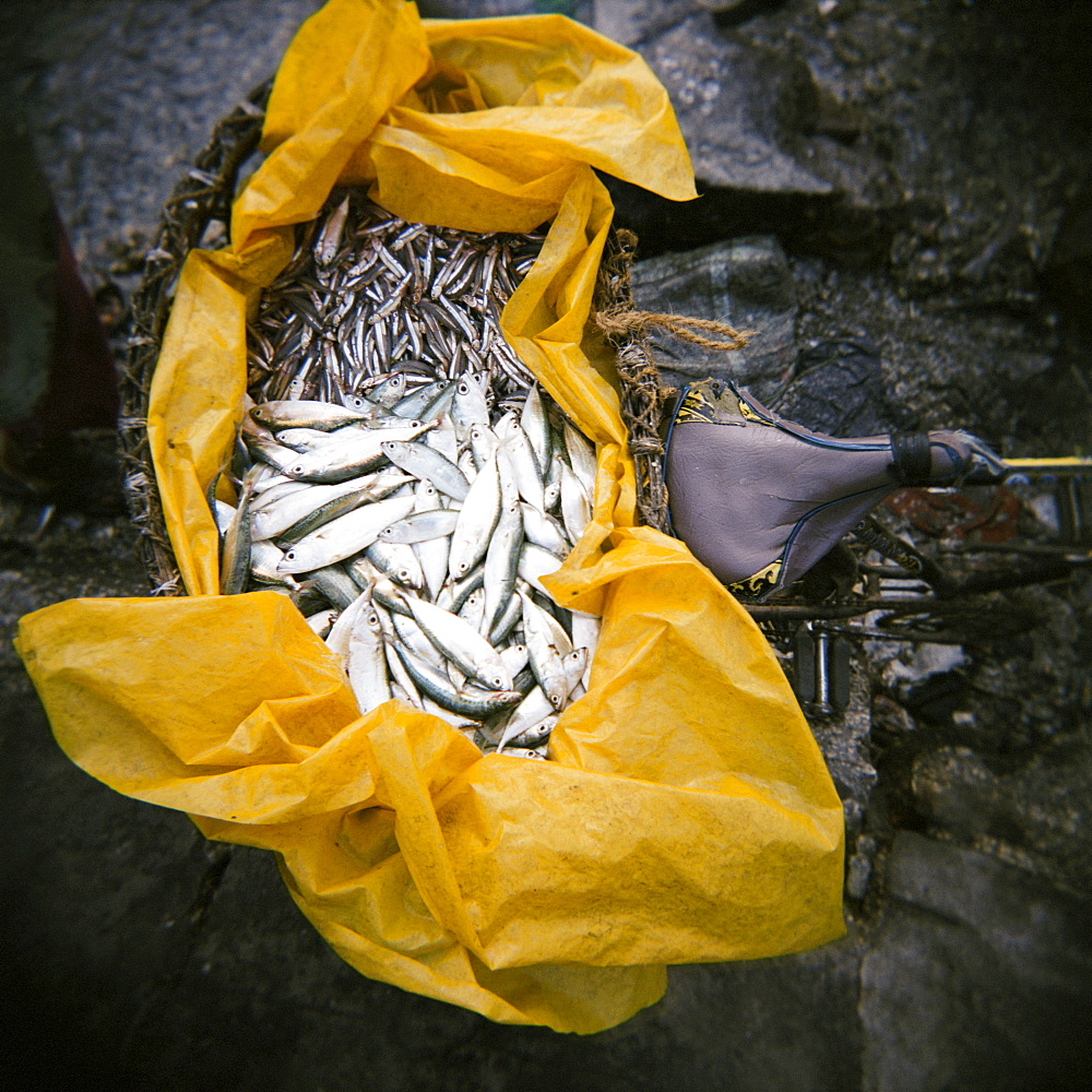 Yellow plastic bag full of fresh fish on back of bicycle, Stone Town, Zanzibar, Tanzania, East Africa, Africa