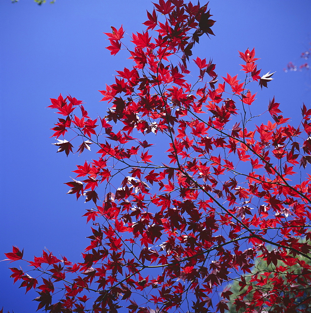 Autumn maple leaves against a blue sky, Kinkaku-ji 'Golden' Temple garden, Kyoto, Kansai, Japan, Asia