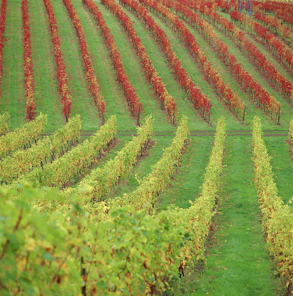 Vineyard, Dorking, Surrey, England, UK, Europe