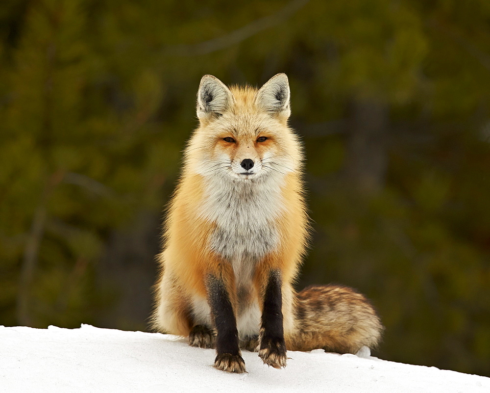 Red Fox (Vulpes vulpes) (Vulpes fulva) in the snow, Grand Teton National Park, Wyoming, United States of America, North America