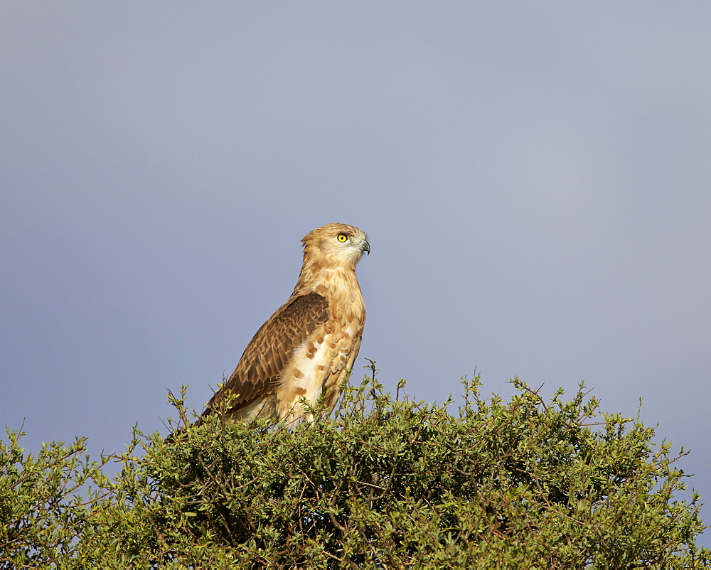 Black-breasted snake eagle (black-chested snake eagle) (Circaetus pectoralis), immature, Kgalagadi Transfrontier Park encompassing the former Kalahari Gemsbok National Park, South Africa, Africa