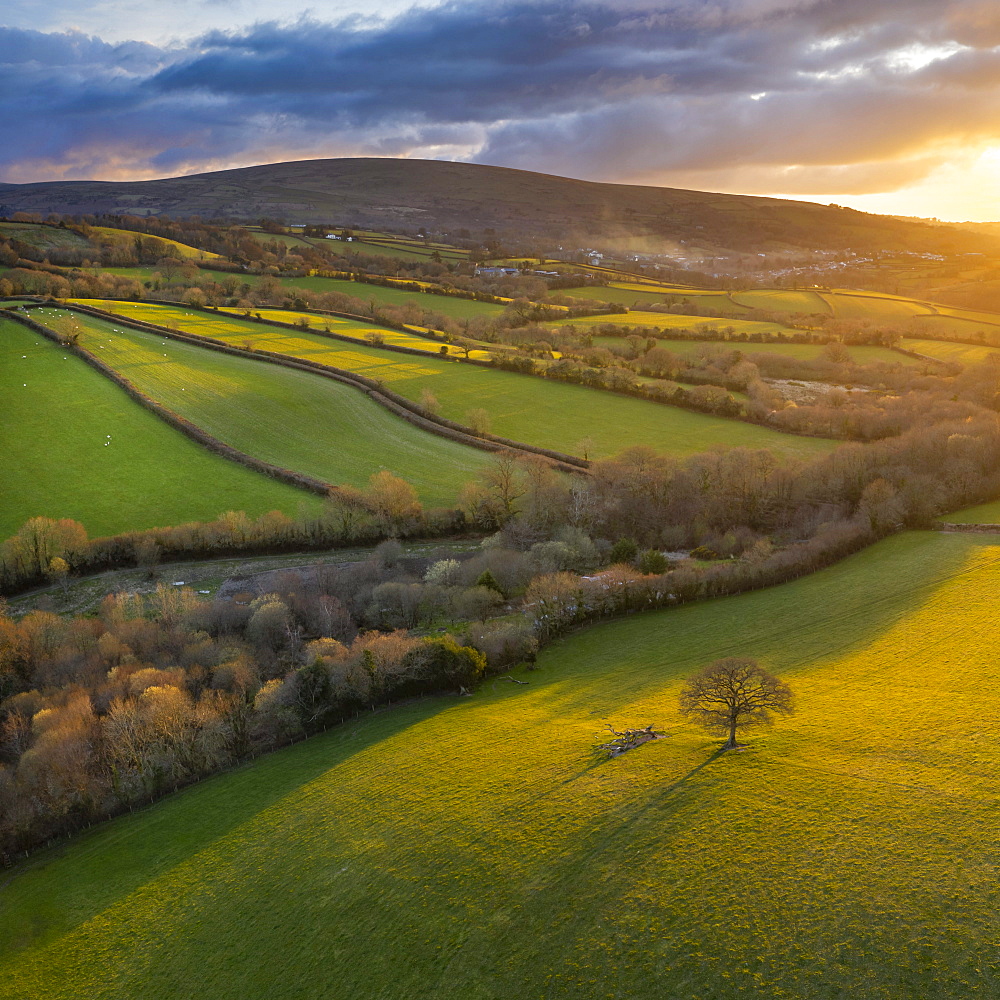 Aerial vista by drone of rolling countryside in evening sunlight, Devon, England, United Kingdom, Europe