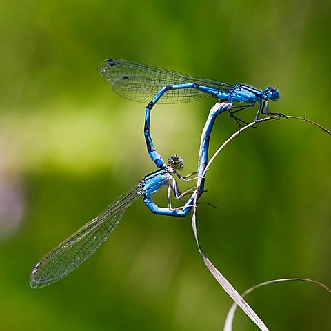 Azure Damselfly (Coenagrion puella) mating