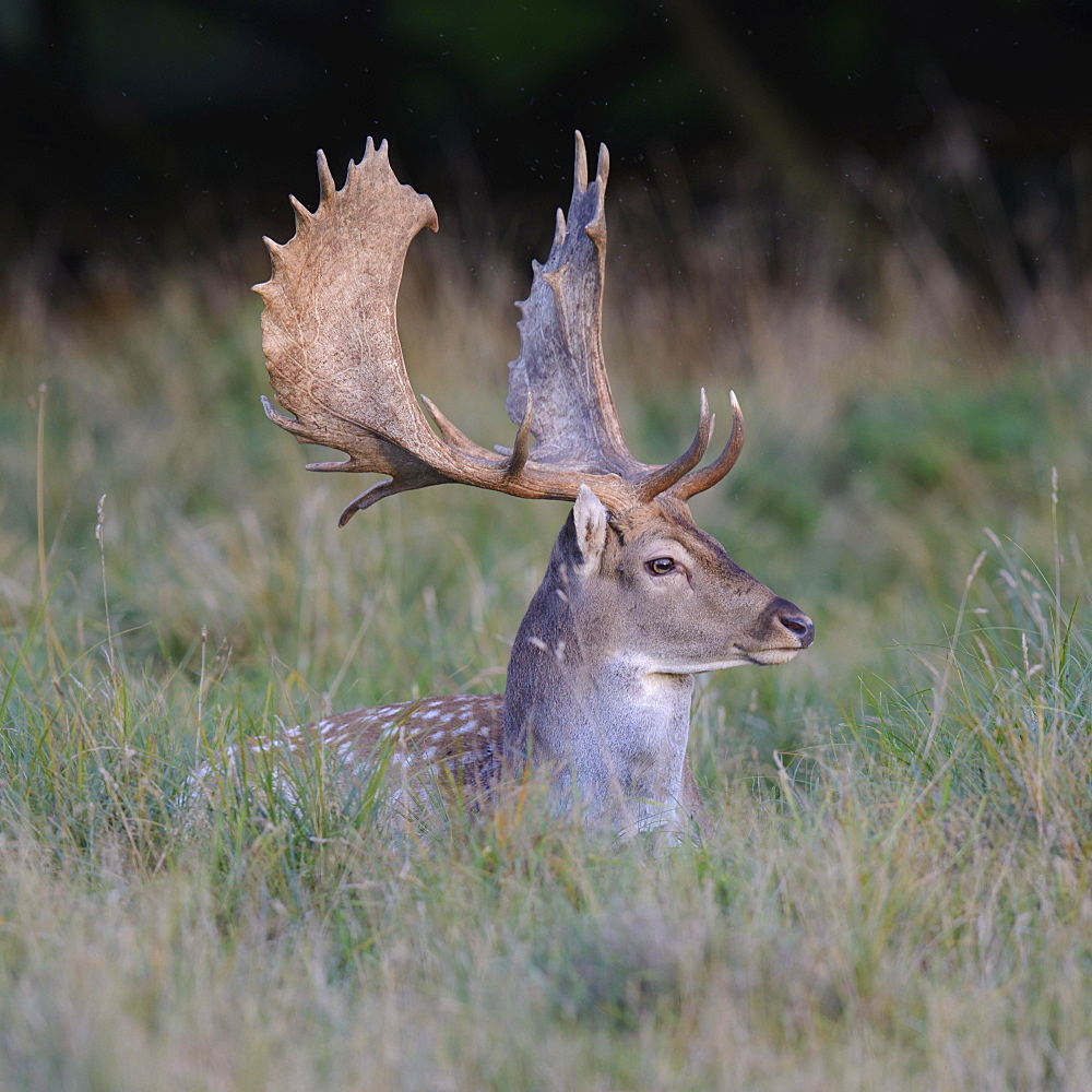 Fallow deer (Dama dama), resting in a meadow, Zealand, Denmark, Europe