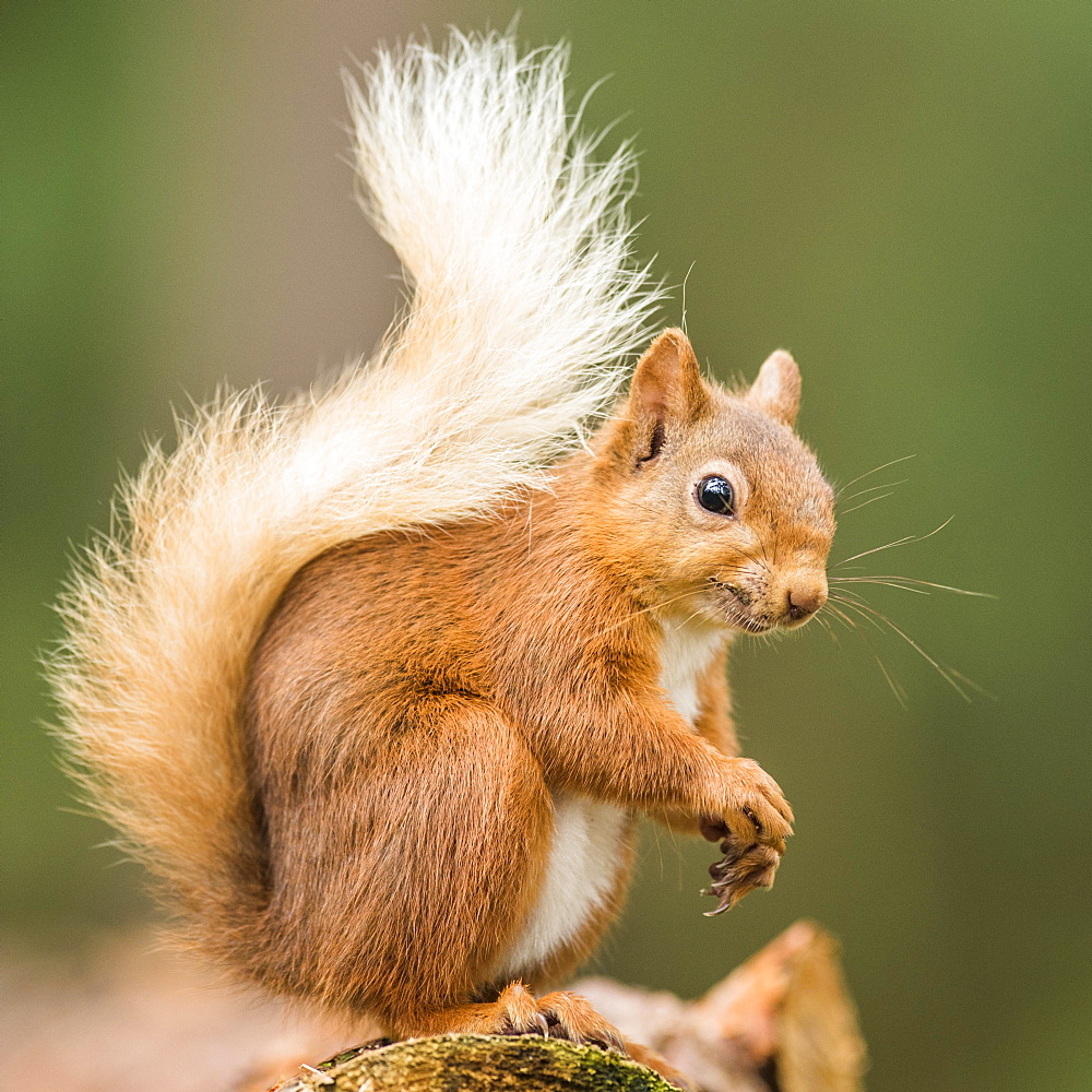 Eurasian red squirrel (Sciurus vulgaris) sits on a branch, Cairngroms National Park, Highlands, Scotland, Great Britain