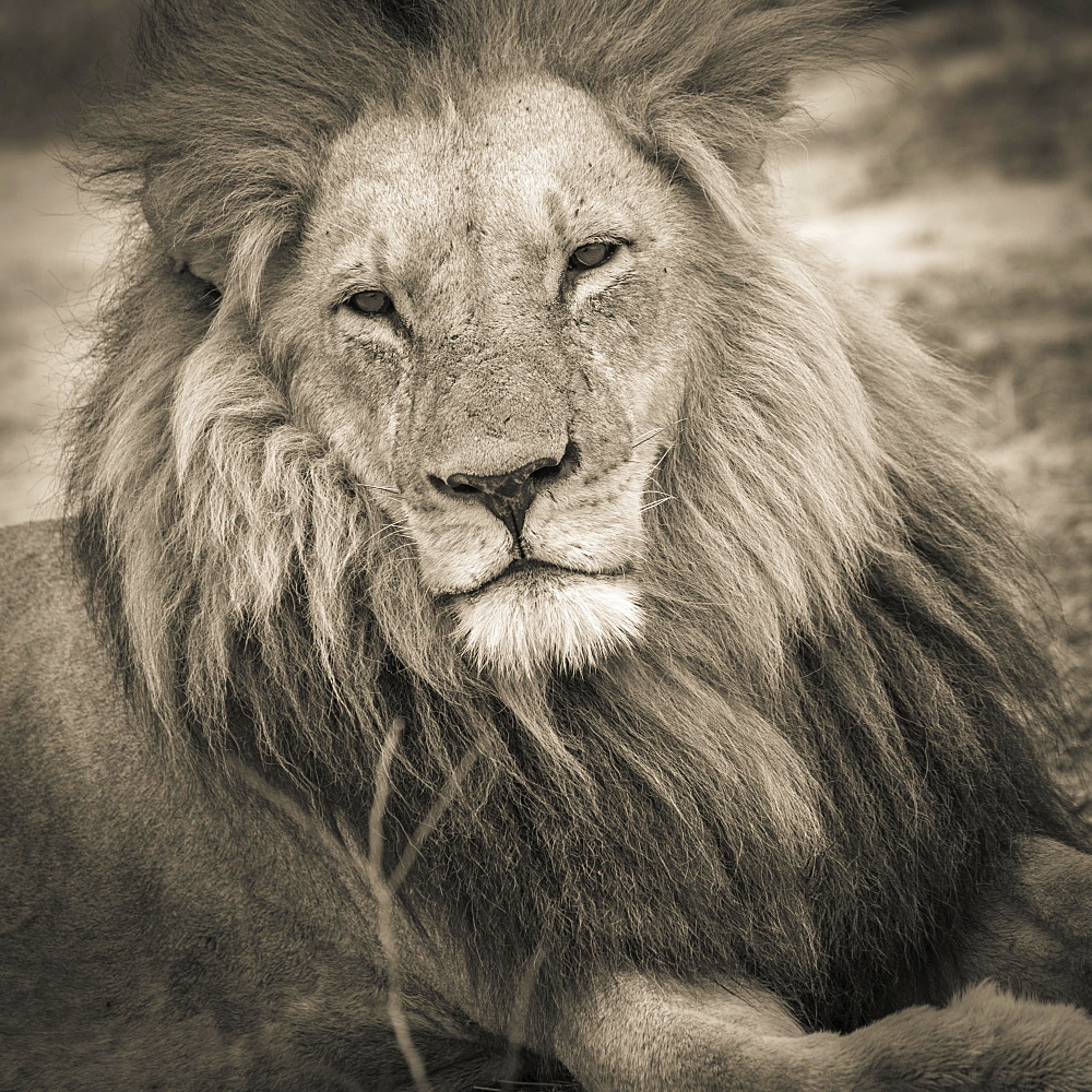 Lion (Panthera leo), adult male with a long mane and eyes half open, lying down, Okavango Delta, Botswana, Africa