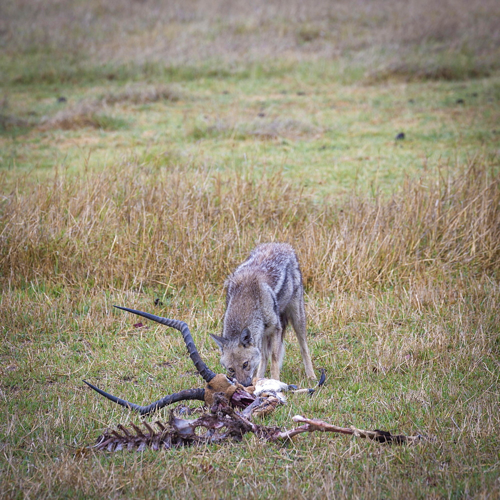 Black-backed jackal (Canis mesomelas) feedin on the remains of a killed impala (Aepyceros melampus), Okavango Delta, Botswana, Africa