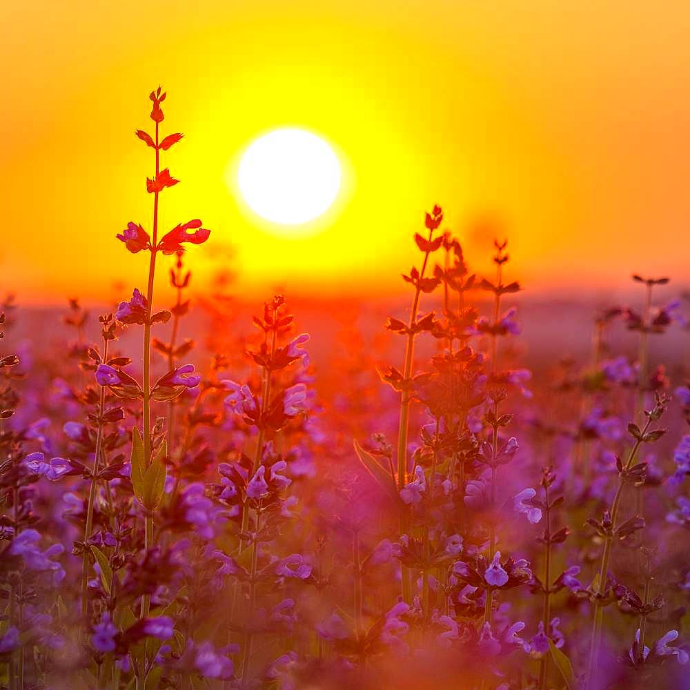 Sunrise over a field with flowering sage (salvia officinalis), cultivation, Freital, Saxony, Germany, Europe