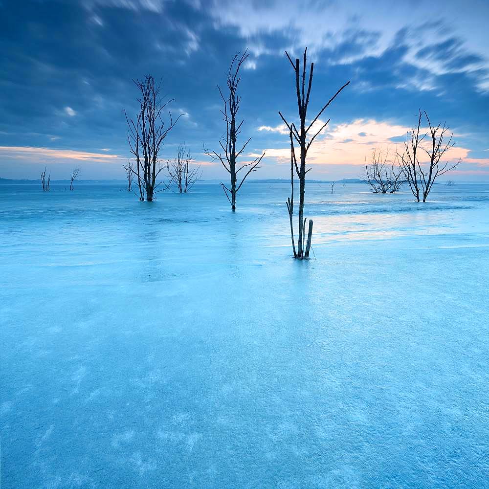 Frozen Lake Geiseltal with dead trees in winter, Muecheln, Saxony-Anhalt, Germany, Europe