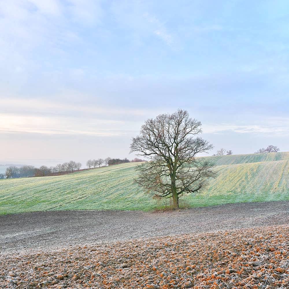 Solitary bare Oak (Quercus), harvested fields with hoarfrost, Burgenlandkreis, Saxony-Anhalt, Germany, Europe