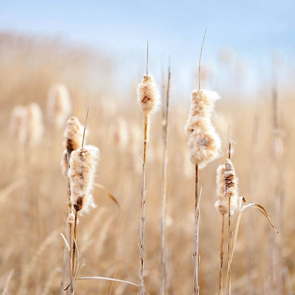 Flowering Cattail (Typha) in reed belt, Lake Geiseltalsee, Saxony-Anhalt, Germany, Europe