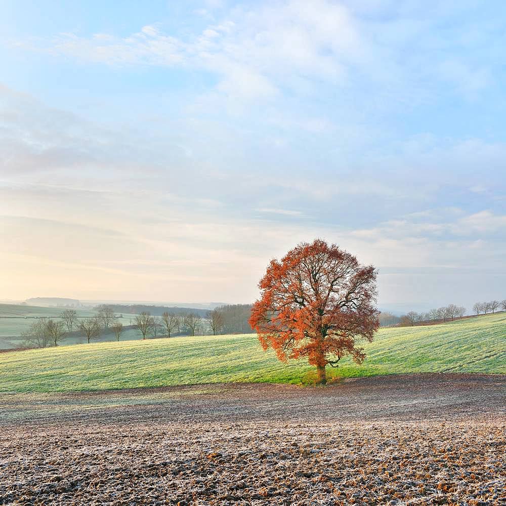 Solitary Oak (Quercus) with red autumn leaves, harvested fields with hoarfrost, Burgenlandkreis, Saxony-Anhalt, Germany, Europe