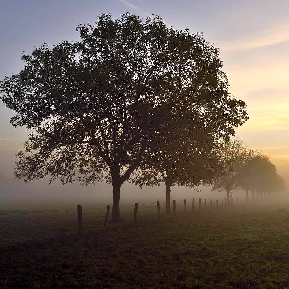 Ash (Fraxinus excelsior) in dawn with morning fog, Rheinberg, Lower Rhine, North Rhine-Westphalia, Germany, Europe