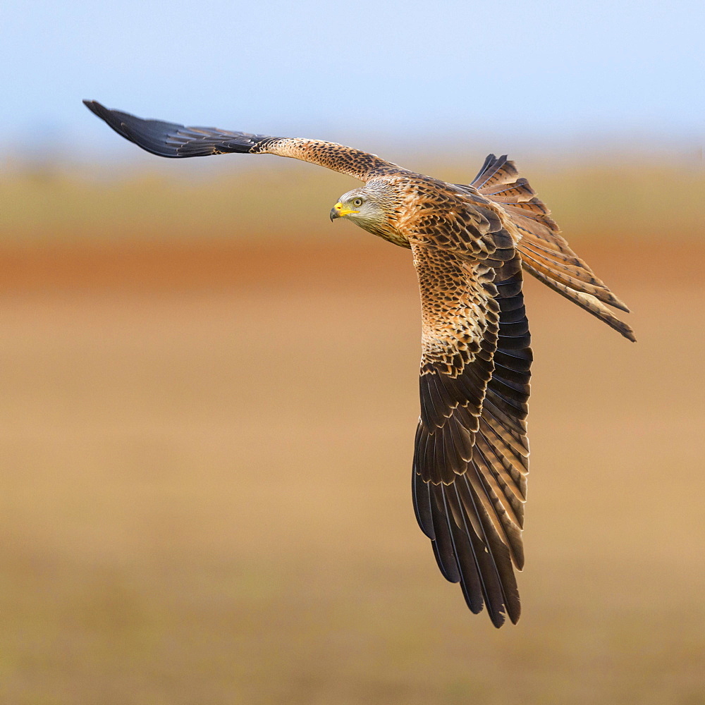 Red kite (Milvus milvus), flying over a field against a blue sky, Extremadura, Spain, Europe