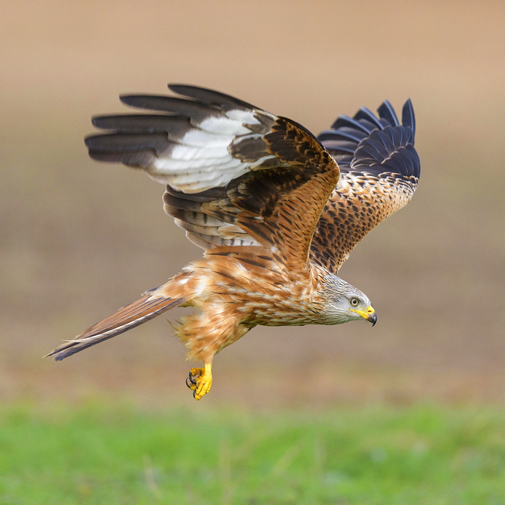 Red kite (Milvus milvus), in flight, taking off, Extremadura, Spain, Europe