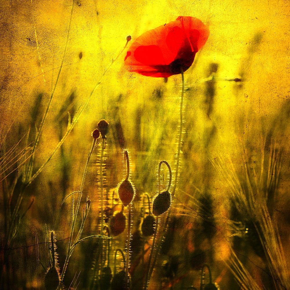 Poppy in a wheat field, Puy de Dome department, Auvergne-Rhone-Alpes, France, Europe