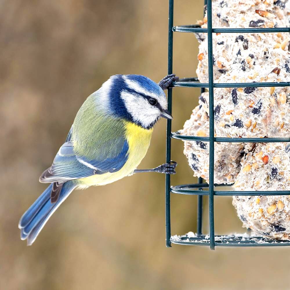 Blue tit (Parus caeruleus), at feeding site, Tyrol, Austria, Europe