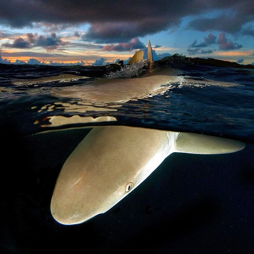 Grey reef shark (Carcharhinus amblyrhynchos) hunts at dusk, Pacific Ocean, Micronesia, Oceania