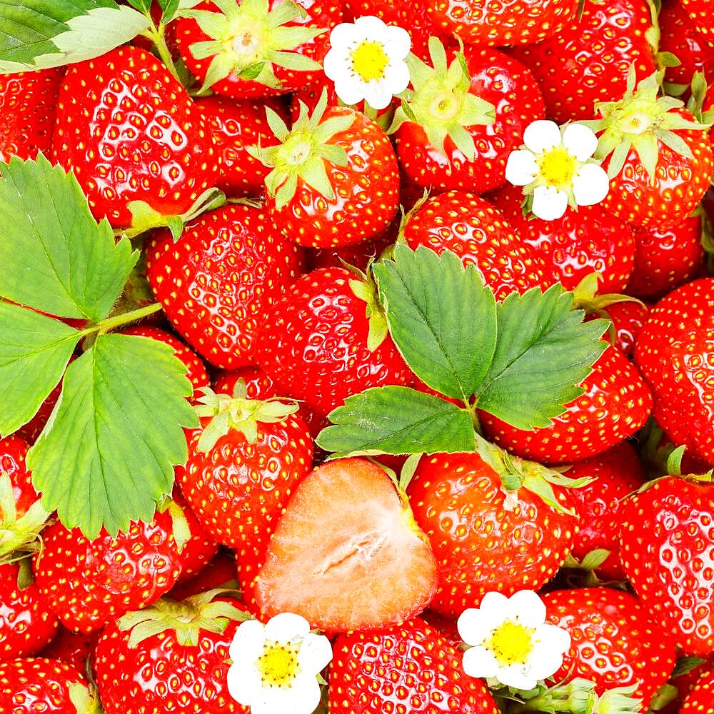 Strawberries berries fruits strawberry berry fruit with flowers and leaves cut square background, Germany, Europe