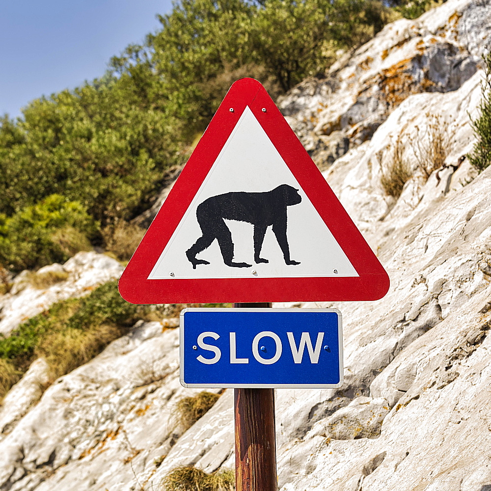 Traffic sign warns of Barbary Apes on the road, drive slowly, Rock of Gibraltar, Overseas Territory, United Kingdom, Europe