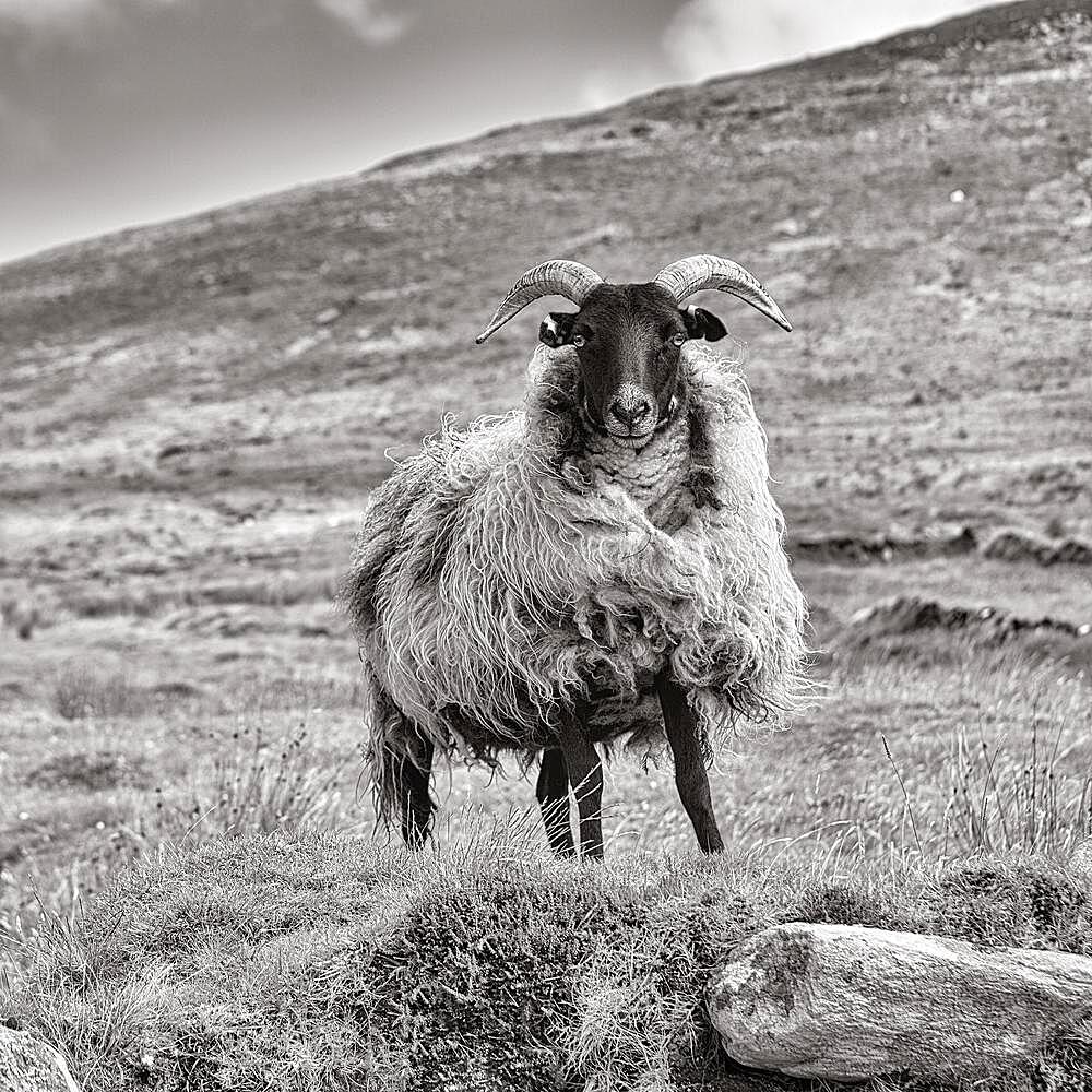 Domestic sheep (Ovis aries) standing in a meadow on Mount Slievemore, Acaill, Achill Island, Mayo, Ireland, Europe