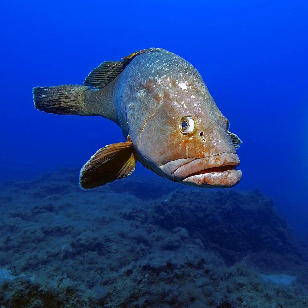 Dusky grouper (Epinephelus marginatus), Mediterranean Sea, Lavezzi Islands, Corsica, France, Europe