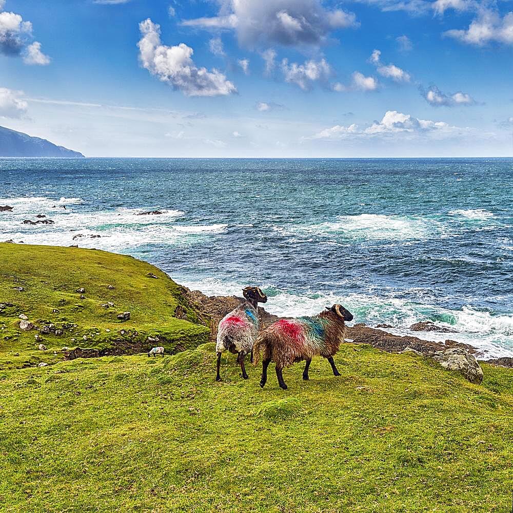 Two domestic sheep (Ovis aries) with black head and horns, coat in Irish national colours, standing together in a meadow, looking at the sea, Acaill, Achill Island, Mayo, Ireland, Europe