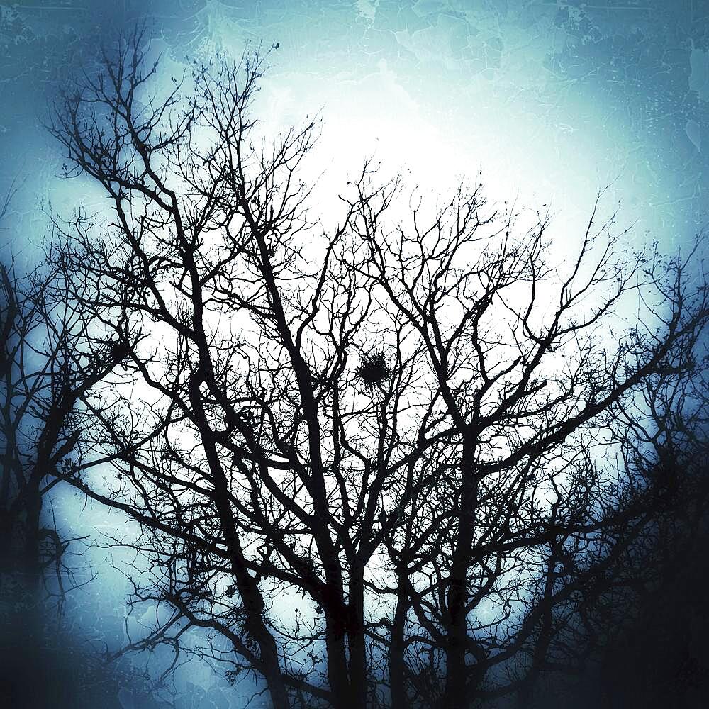 Trees silhouettes in winter, scary