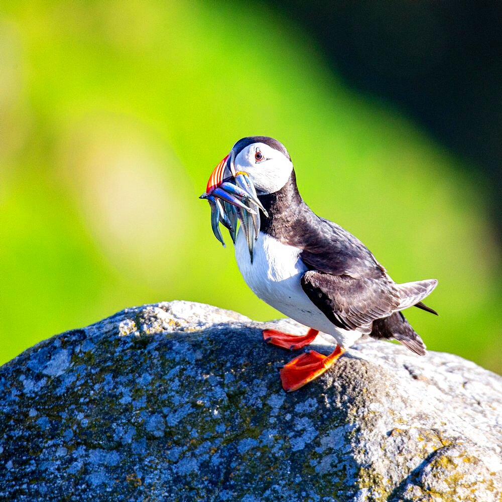 Puffin (Fratercula arctica), with fish in beak, standing on rocks, Runde Island, Norway, Europe