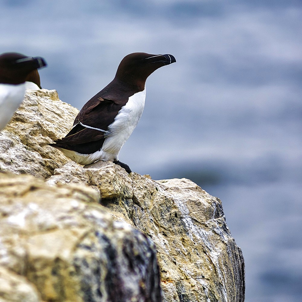 Razorbill (Alca torda) on a rock, Staple Island, Farne Islands Nature Reserve, Farne Islands, Northumberland, England, United Kingdom, Europe