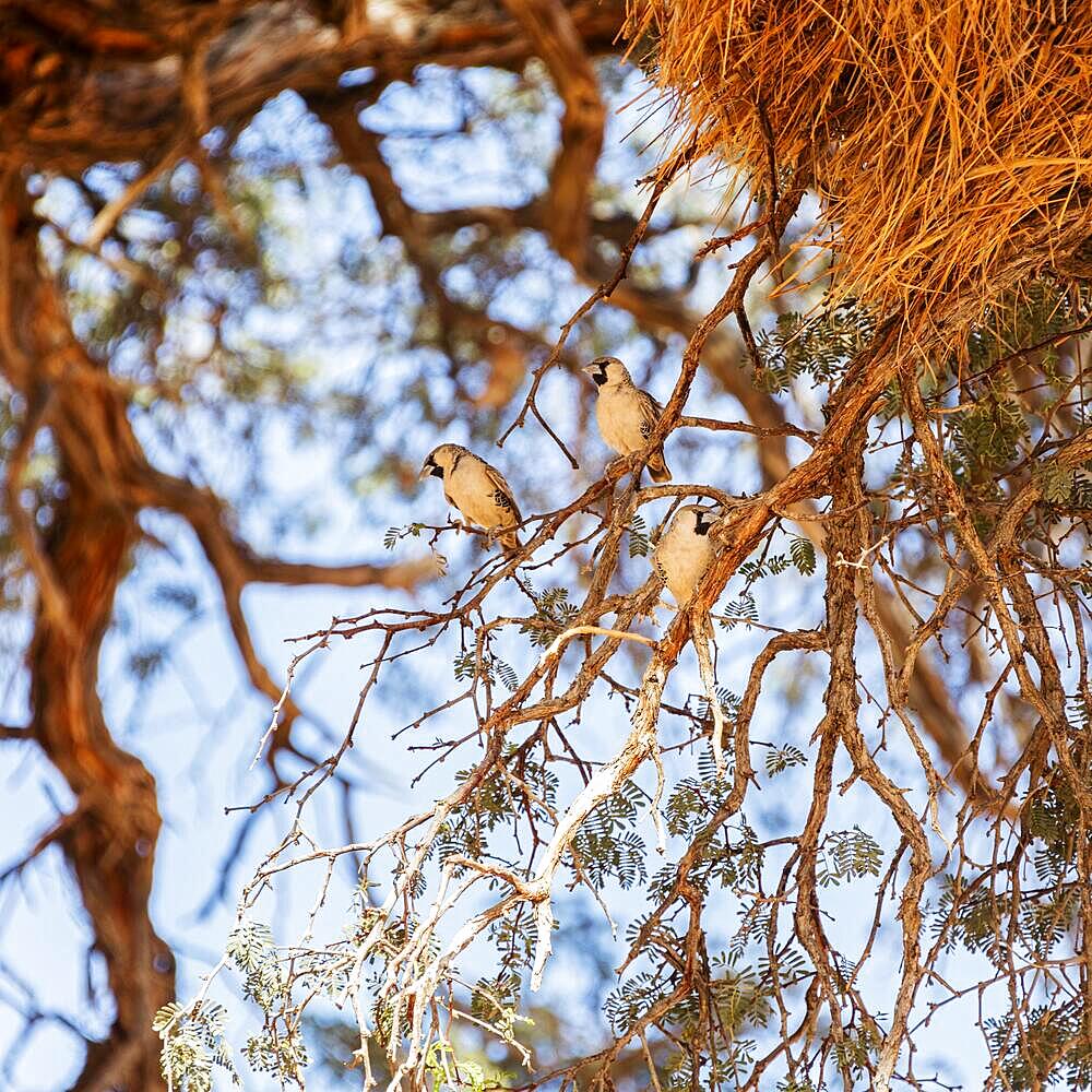 Weavers (Ploceidae), Sossusvlei, Namibia, Africa