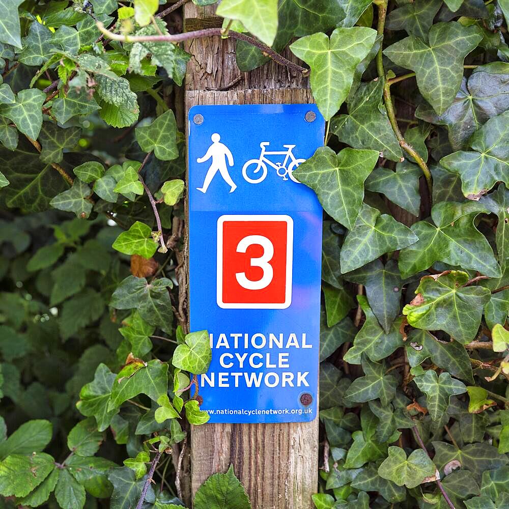 Traffic sign, blue and red, marking path for cyclists and pedestrians, National Cycle Route 3, long-distance cycle route, Cornwall, Great Britain