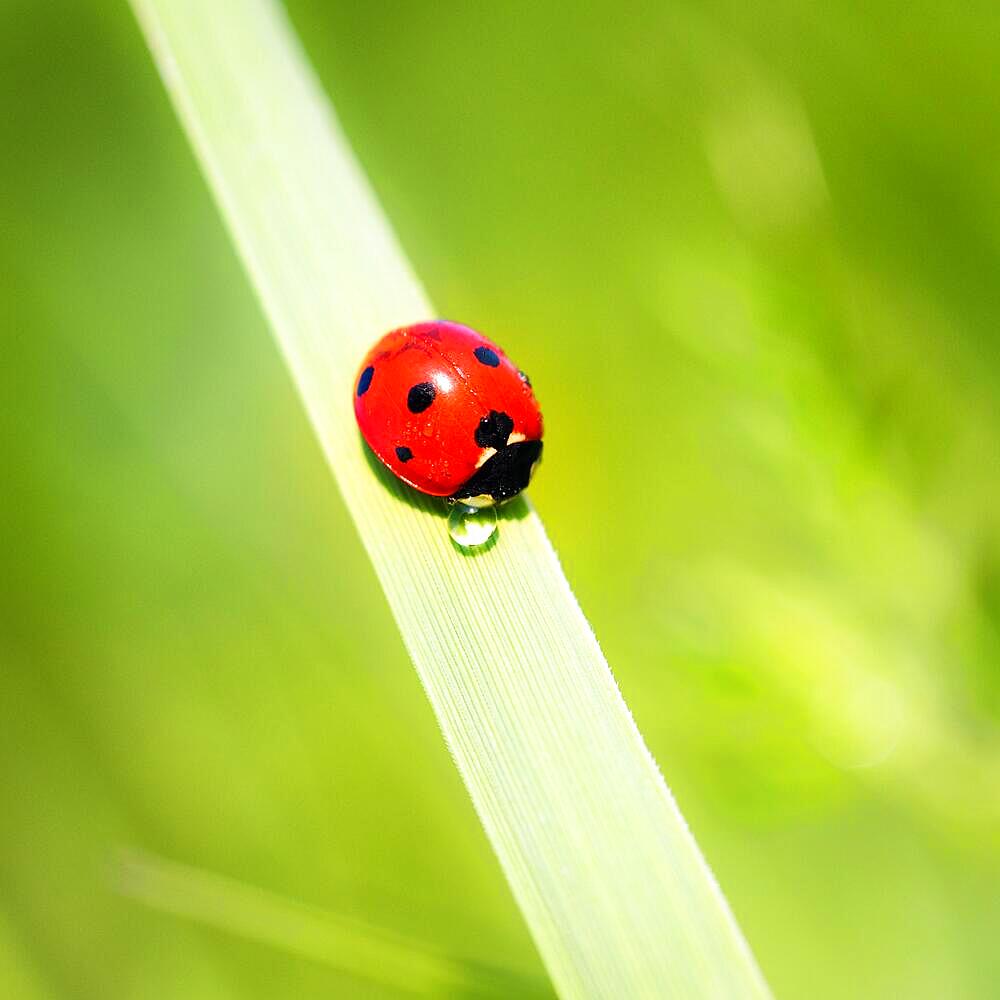 Lady Bug on Grass Blade